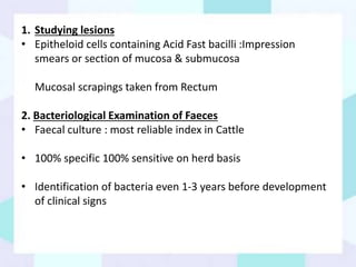 1. Studying lesions
• Epitheloid cells containing Acid Fast bacilli :Impression
smears or section of mucosa & submucosa
Mucosal scrapings taken from Rectum
2. Bacteriological Examination of Faeces
• Faecal culture : most reliable index in Cattle
• 100% specific 100% sensitive on herd basis
• Identification of bacteria even 1-3 years before development
of clinical signs
 