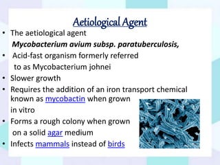 Aetiological Agent
• The aetiological agent
Mycobacterium avium subsp. paratuberculosis,
• Acid-fast organism formerly referred
to as Mycobacterium johnei
• Slower growth
• Requires the addition of an iron transport chemical
known as mycobactin when grown
in vitro
• Forms a rough colony when grown
on a solid agar medium
• Infects mammals instead of birds
 
