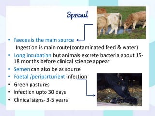 Spread
• Faeces is the main source
Ingestion is main route(contaminated feed & water)
• Long incubation but animals excrete bacteria about 15-
18 months before clinical science appear
• Semen can also be as source
• Foetal /periparturient infection
• Green pastures
• Infection upto 30 days
• Clinical signs- 3-5 years
 
