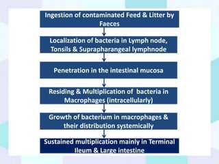 Ingestion of contaminated Feed & Litter by
Faeces
Localization of bacteria in Lymph node,
Tonsils & Suprapharangeal lymphnode
Penetration in the intestinal mucosa
Residing & Multiplication of bacteria in
Macrophages (intracellularly)
Growth of bacterium in macrophages &
their distribution systemically
Sustained multiplication mainly in Terminal
Ileum & Large intestine
 