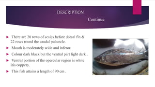 DESCRIPTION
Continue
 There are 20 rows of scales before dorsal fin &
22 rows round the caudal peduncle.
 Mouth is moderately wide and inferor.
 Colour dark black but the ventral part light dark .
 Ventral portion of the opercular region is white
iris coppery.
 This fish attains a length of 90 cm .
 