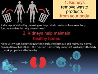 1. Kidneys
remove waste
products
from your body
2. Kidneys help maintain
healthy bones
Ca++
Kidneys purify blood by removing waste products produced by normal body
functions– what the body doesn’t need.
Along with water, kidneys regulate minerals and chemicals and maintain a normal
composition of body fluids.This function is extremely important as it allows the body
to work properly and be healthy.
 