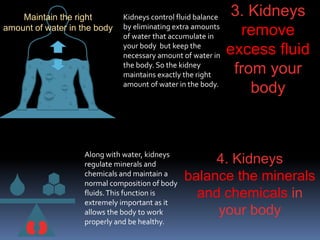 Maintain the right
amount of water in the body
3. Kidneys
remove
excess fluid
from your
body
4. Kidneys
balance the minerals
and chemicals in
your body
Kidneys control fluid balance
by eliminating extra amounts
of water that accumulate in
your body but keep the
necessary amount of water in
the body. So the kidney
maintains exactly the right
amount of water in the body.
Along with water, kidneys
regulate minerals and
chemicals and maintain a
normal composition of body
fluids.This function is
extremely important as it
allows the body to work
properly and be healthy.
 
