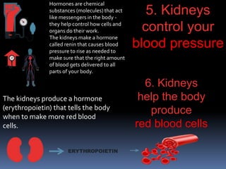 5. Kidneys
control your
blood pressure
6. Kidneys
help the body
produce
red blood cells
The kidneys produce a hormone
(erythropoietin) that tells the body
when to make more red blood
cells.
Hormones are chemical
substances (molecules) that act
like messengers in the body -
they help control how cells and
organs do their work.
The kidneys make a hormone
called renin that causes blood
pressure to rise as needed to
make sure that the right amount
of blood gets delivered to all
parts of your body.
 