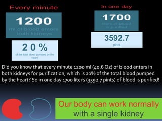 2 0 %of the total blood pumped by the
heart
3592.7
pints
Our body can work normally
with a single kidney
Did you know that every minute 1200 ml (40.6 Oz) of blood enters in
both kidneys for purification, which is 20% of the total blood pumped
by the heart? So in one day 1700 liters (3592.7 pints) of blood is purified!
 