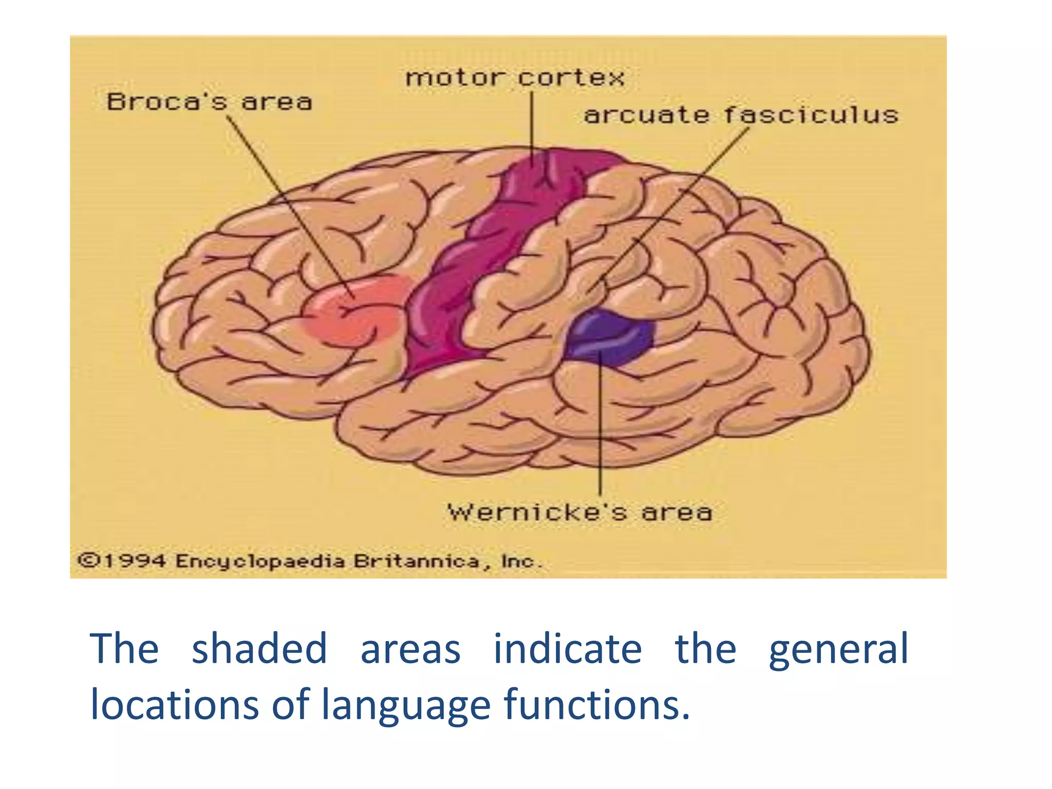 Presentation on language and the brain | PPT