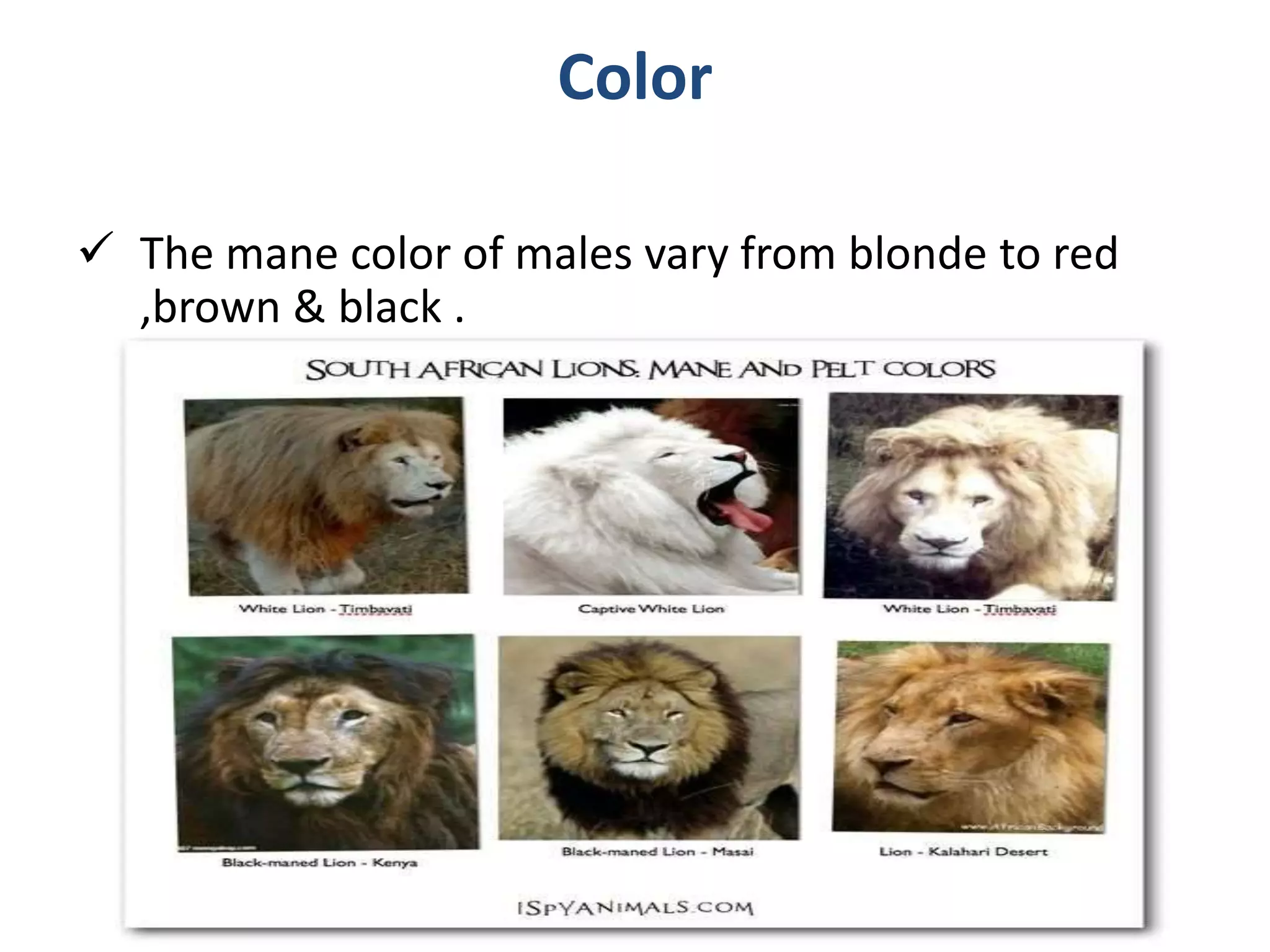 Presentation on lion | PPTX
