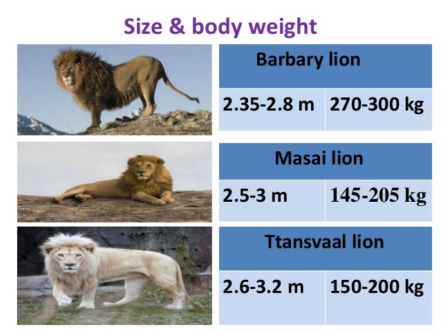 presentation on lion lion size