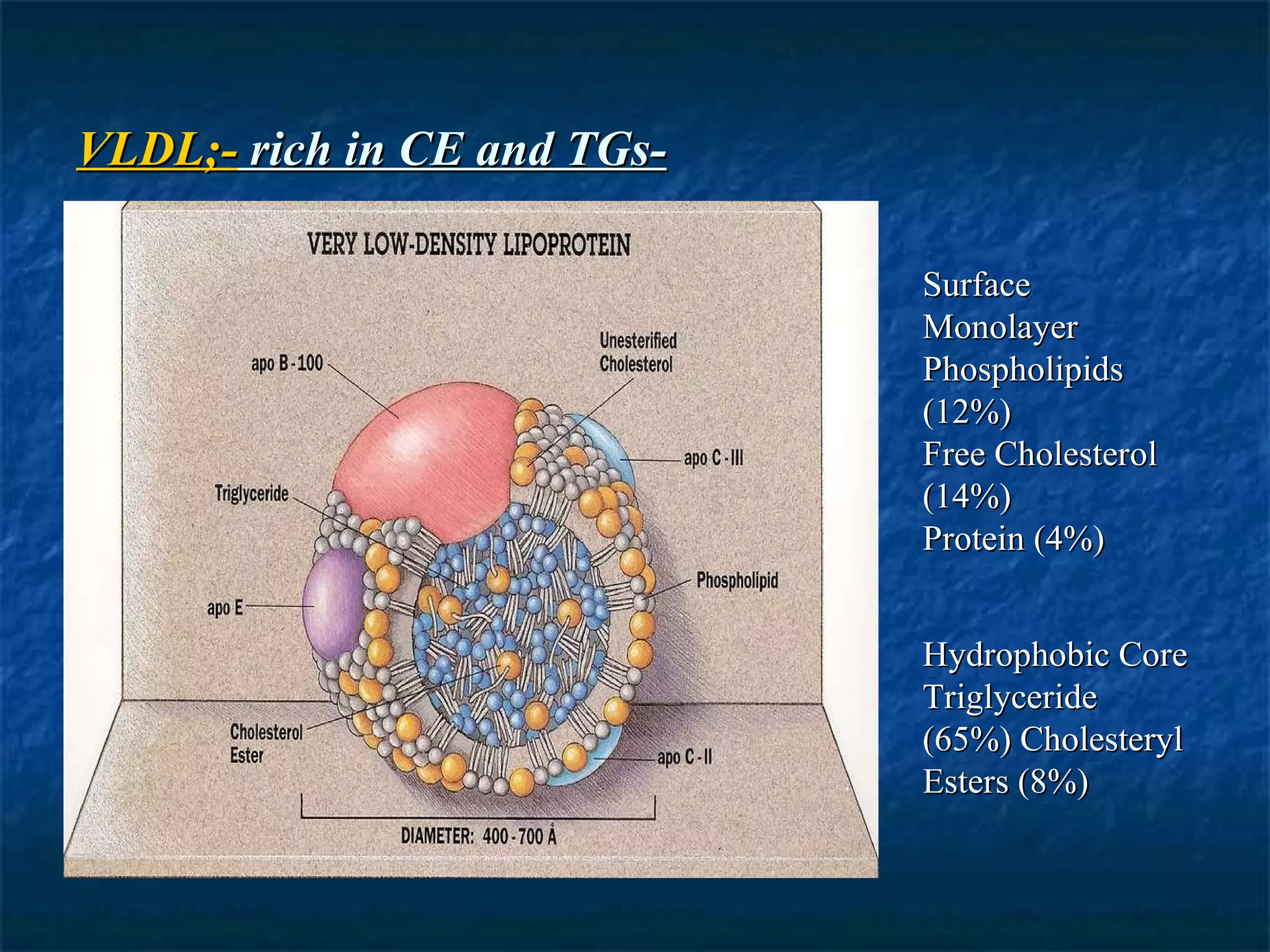 VLDL;-  rich in CE and TGs- Surface Monolayer Phospholipids (12%) Free Cholesterol (14%) Protein (4%) Hydrophobic Core Triglyceride (65%) Cholesteryl Esters (8%) 