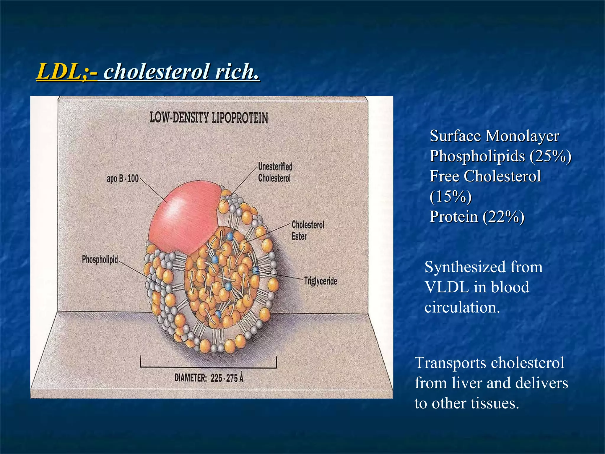 LDL;-  cholesterol rich. Surface Monolayer Phospholipids (25%) Free Cholesterol (15%) Protein (22%) Synthesized from VLDL in blood circulation. Transports cholesterol from liver and delivers to other tissues. 