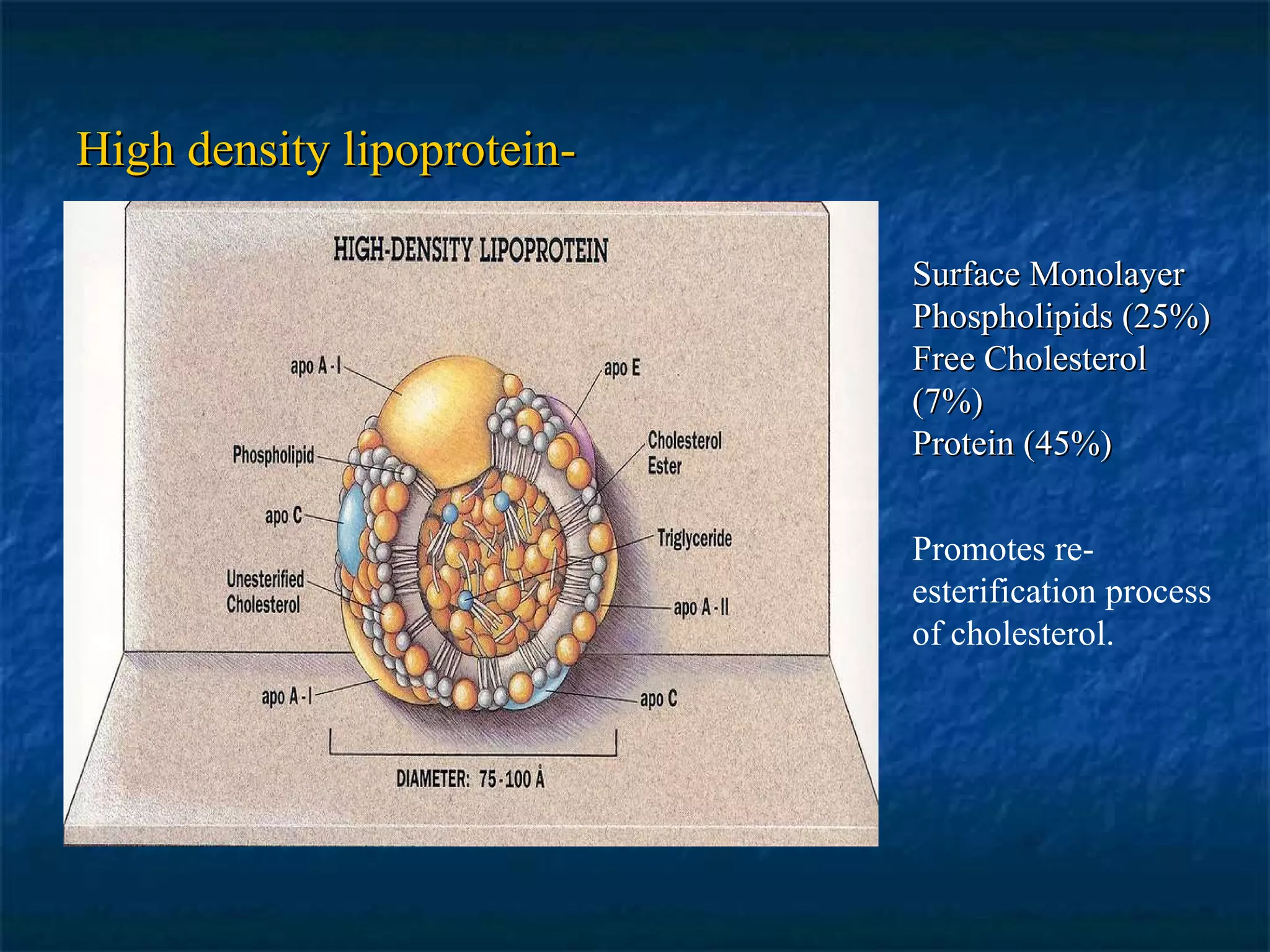 High density lipoprotein- Surface Monolayer Phospholipids (25%) Free Cholesterol (7%) Protein (45%) Promotes re-esterification process of cholesterol. 