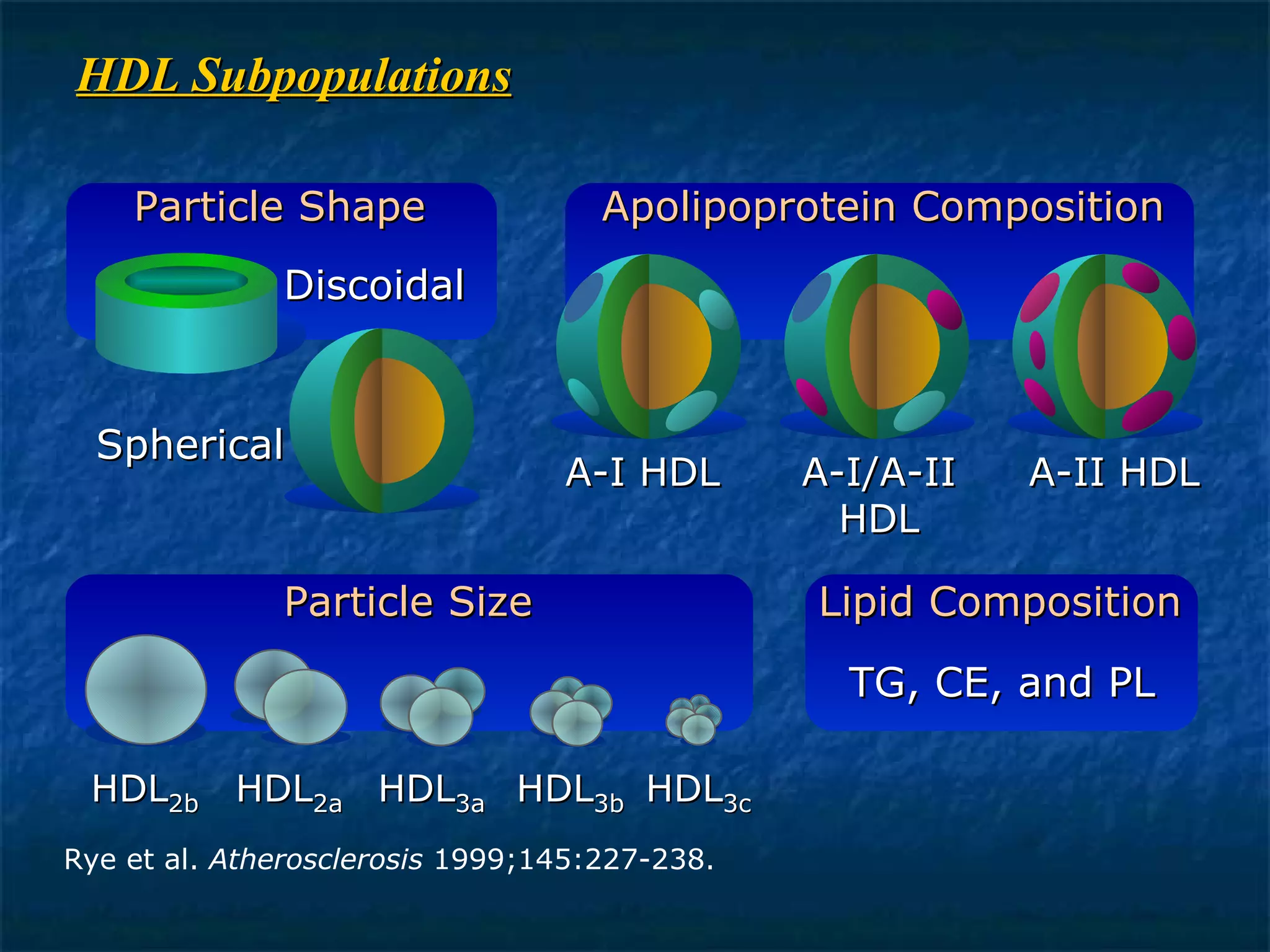 HDL Subpopulations Rye et al.  Atherosclerosis  1999;145:227-238. Apolipoprotein Composition A-I HDL A-I/A-II HDL A-II HDL Particle Shape Discoidal Spherical Lipid Composition TG, CE, and PL Particle Size HDL 2b HDL 2a HDL 3a HDL 3b HDL 3c 