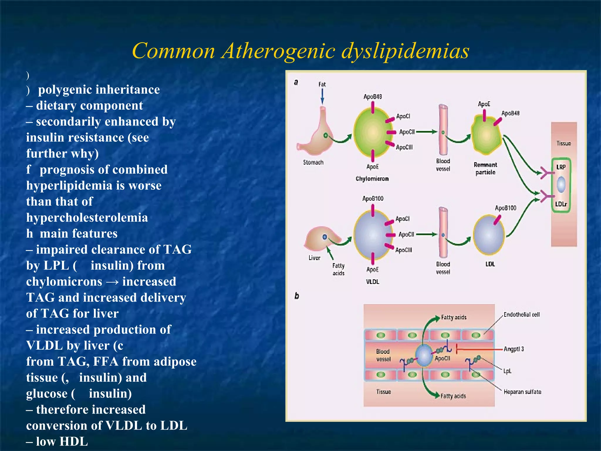 Common Atherogenic dyslipidemias ) 􀂃  polygenic inheritance –  dietary component –  secondarily enhanced by insulin resistance (see further why) 􀂃  prognosis of combined hyperlipidemia is worse than that of hypercholesterolemia 􀂃  main features –  impaired clearance of TAG by LPL (􀀪 insulin) from chylomicrons -> increased TAG and increased delivery of TAG for liver –  increased production of VLDL by liver (􀀪 insulin) from TAG, FFA from adipose tissue (􀀪 insulin) and glucose (􀀪 insulin) –  therefore increased conversion of VLDL to LDL –  low HDL 