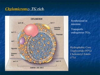 Chylomicrons ;- TG rich . Synthesized in intestine. Transports endogenous TGs. Hydrophobic Core Triglyceride (93%) Cholesteryl Esters (1%) 