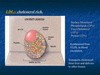 LDL;-  cholesterol rich. Surface Monolayer Phospholipids (25%) Free Cholesterol (15%) Protein (22%) Synthesized from VLDL in blood circulation. Transports cholesterol from liver and delivers to other tissues. 