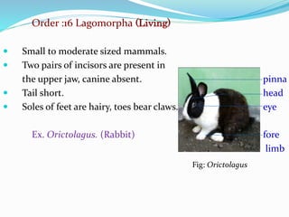 Taxonomy Of Rabbit Presentation on mammal`s | PPTX