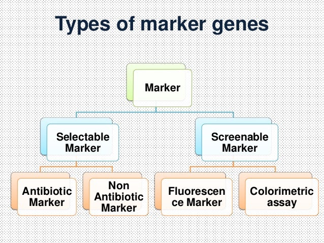 Presentation on marker genes