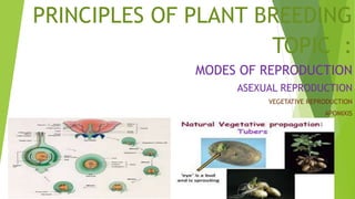 PRINCIPLES OF PLANT BREEDING
TOPIC :
MODES OF REPRODUCTION
ASEXUAL REPRODUCTION
VEGETATIVE REPRODUCTION
APOMIXIS
 