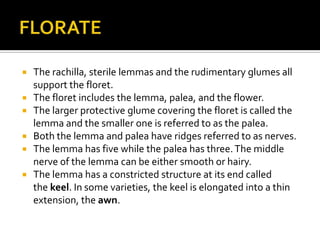 Lemma In Rice Presentation on morphology of rice plant | PPTX
