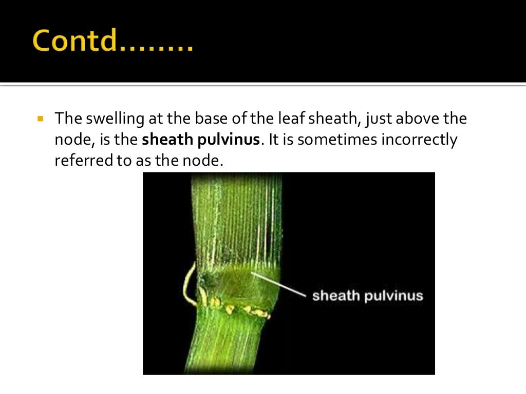 Presentation on morphology of rice plant