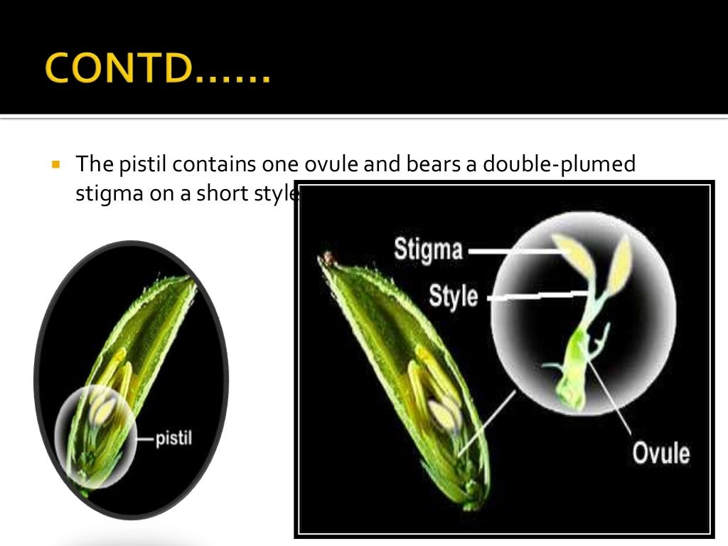 Presentation on morphology of rice plant