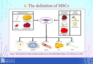Presentation on mesenchymal stem cells and tissue regeneration. | PPTX