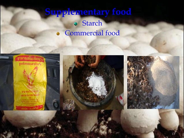 Button Mushroom cultivation.ppt