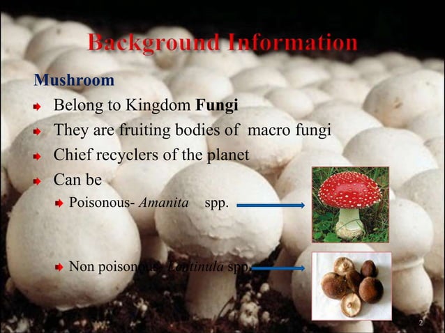 Button Mushroom cultivation.ppt
