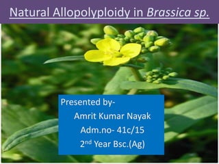 Natural Allopolyploidy in Brassica sp.
Presented by-
Amrit Kumar Nayak
Adm.no- 41c/15
2nd Year Bsc.(Ag)
 