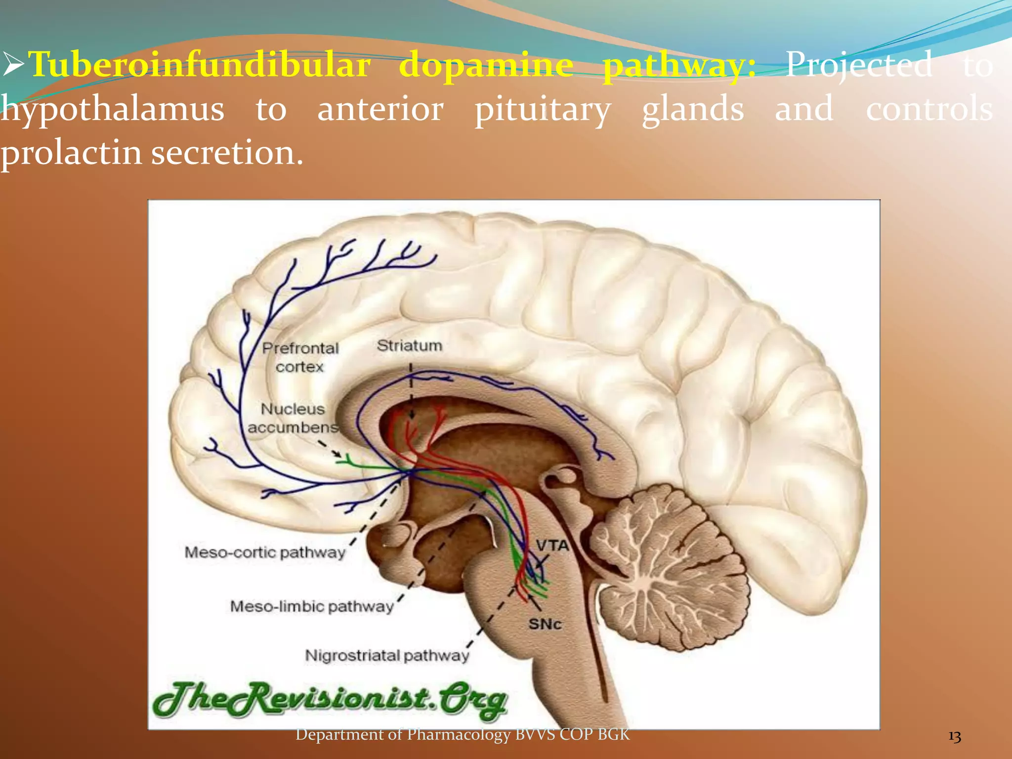 ➢Tuberoinfundibular dopamine pathway: Projected to
hypothalamus to anterior pituitary glands and controls
prolactin secretion.
13
Department of Pharmacology BVVS COP BGK
 