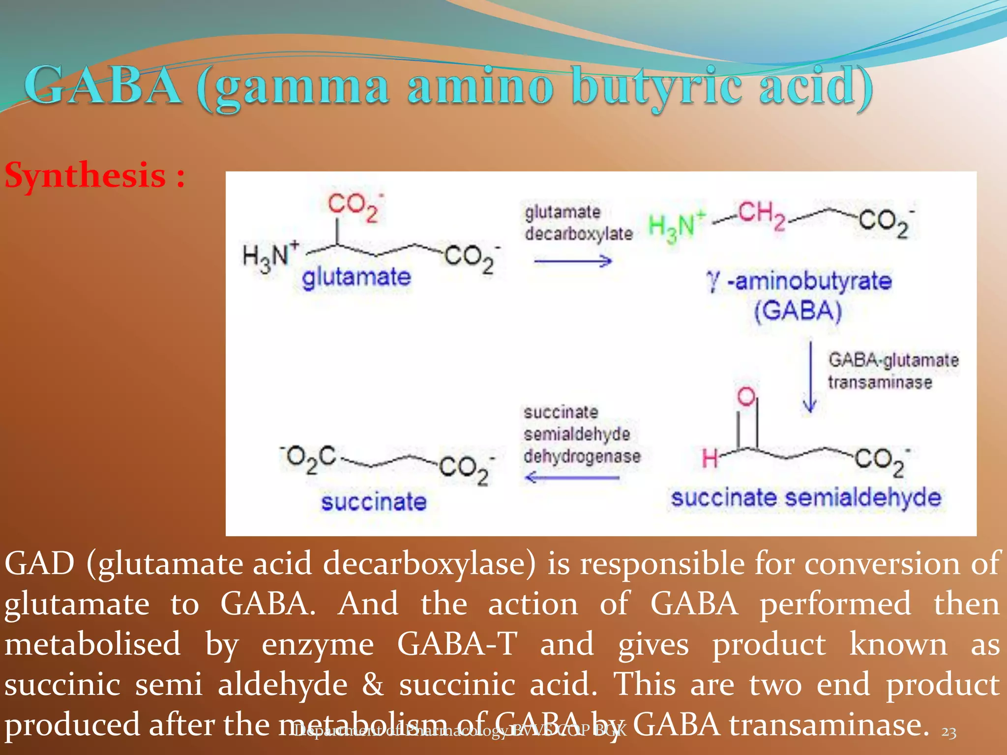 Synthesis :
GAD (glutamate acid decarboxylase) is responsible for conversion of
glutamate to GABA. And the action of GABA performed then
metabolised by enzyme GABA-T and gives product known as
succinic semi aldehyde & succinic acid. This are two end product
produced after the metabolism of GABA by GABA transaminase. 23
Department of Pharmacology BVVS COP BGK
 