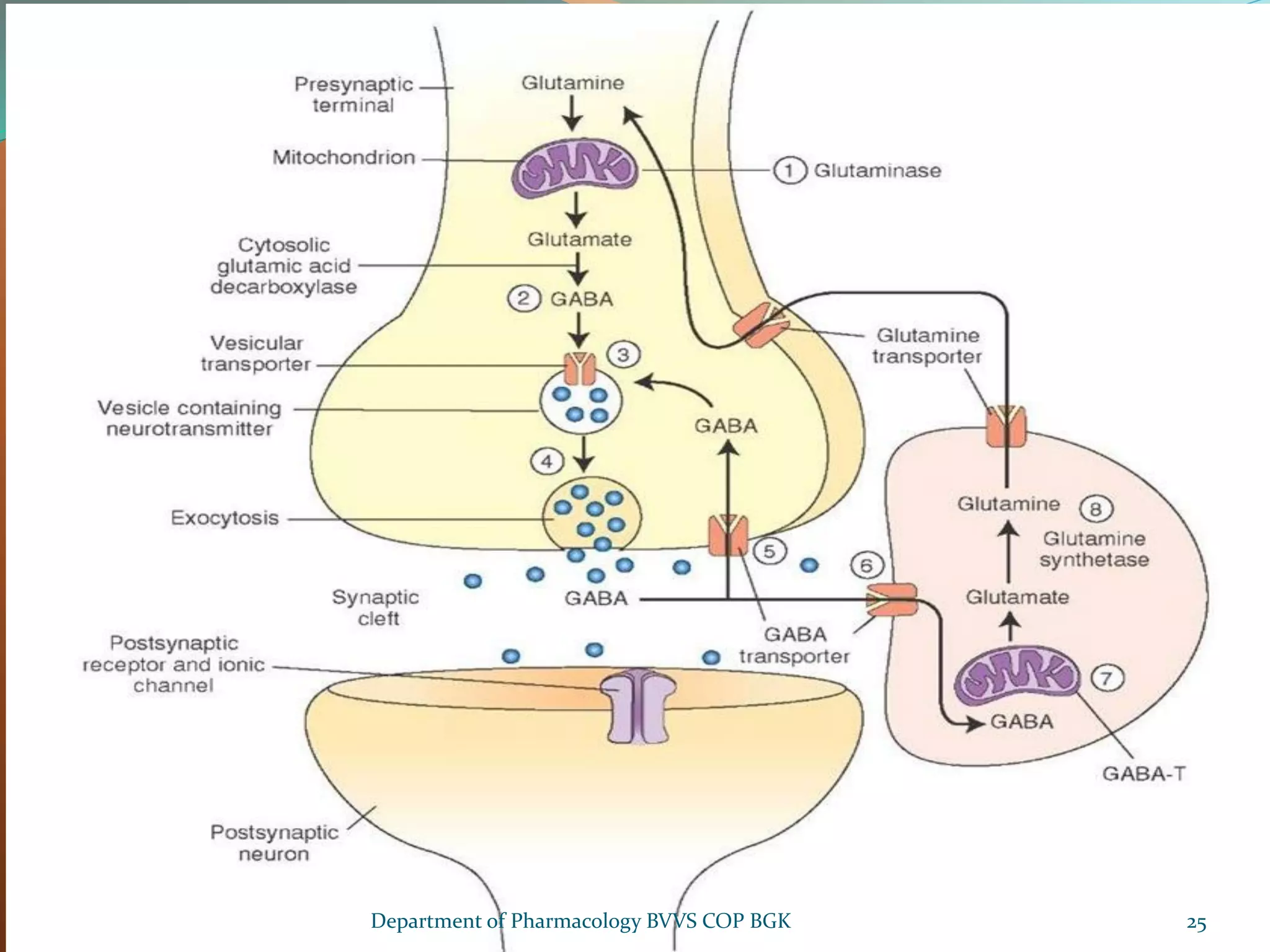 25
Department of Pharmacology BVVS COP BGK
 