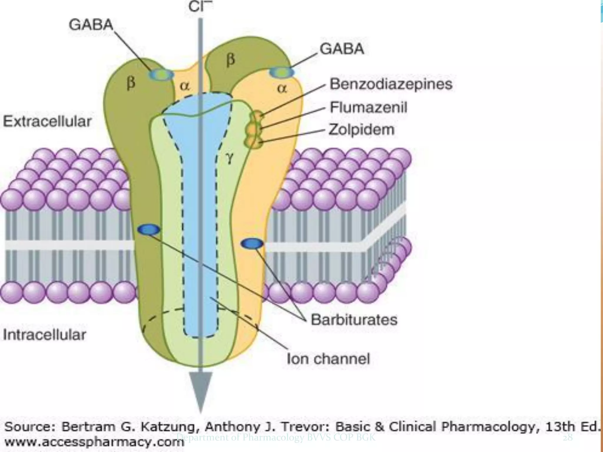 28
Department of Pharmacology BVVS COP BGK
 