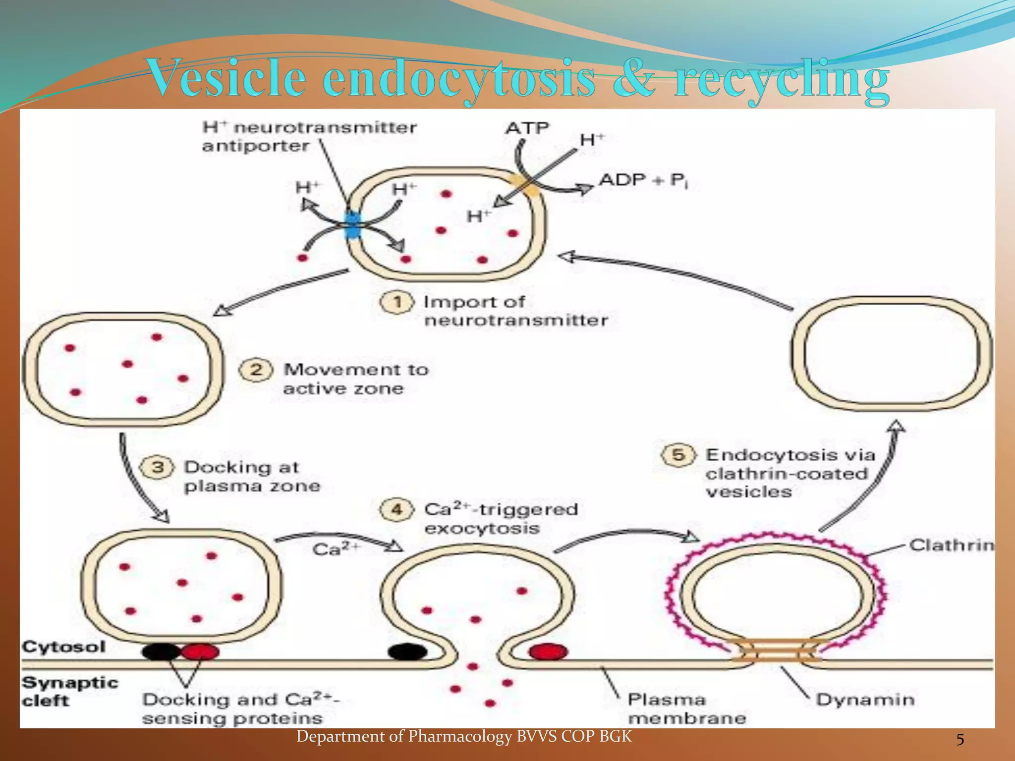 5
Department of Pharmacology BVVS COP BGK
 