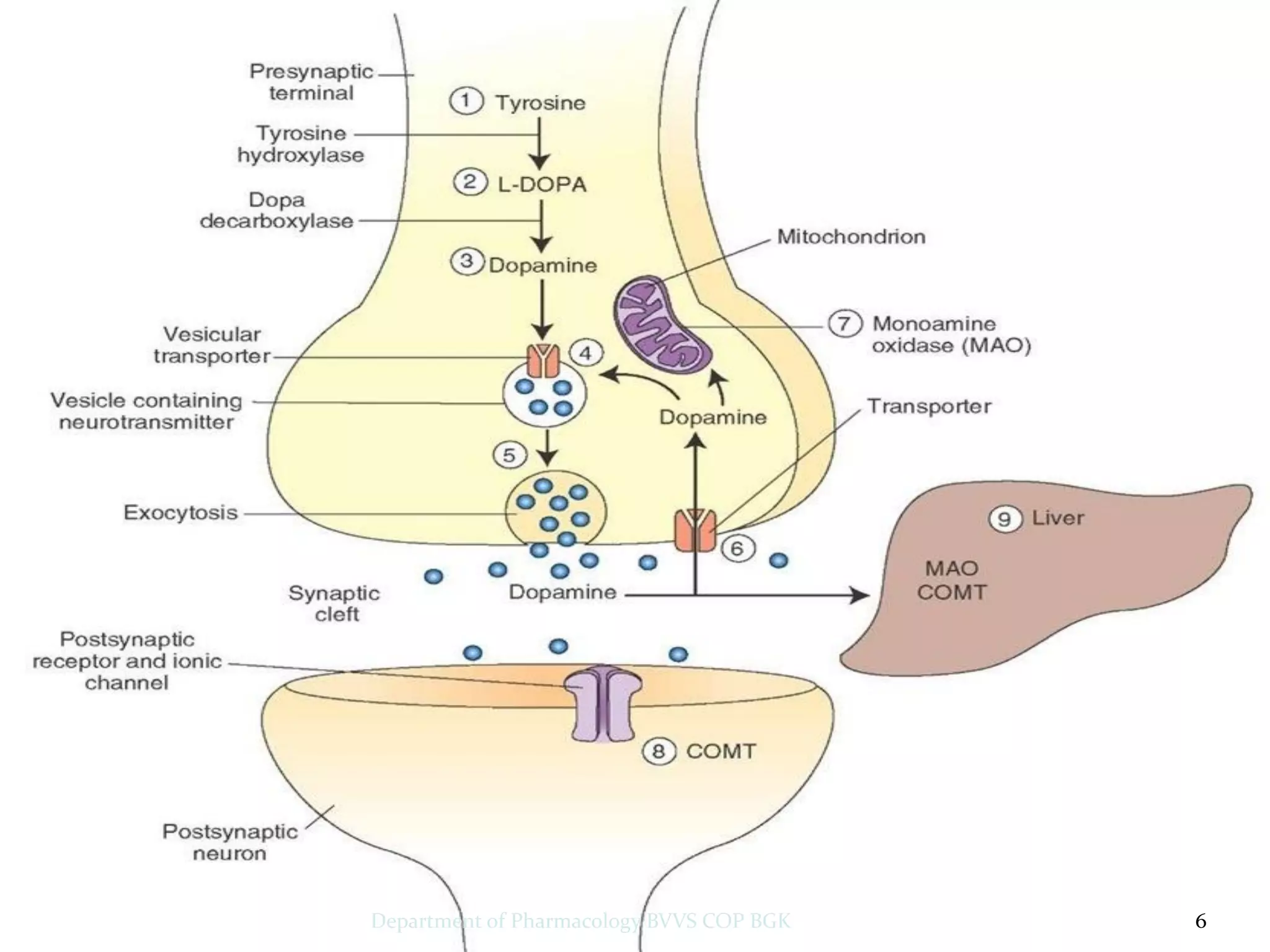 6
Department of Pharmacology BVVS COP BGK
 