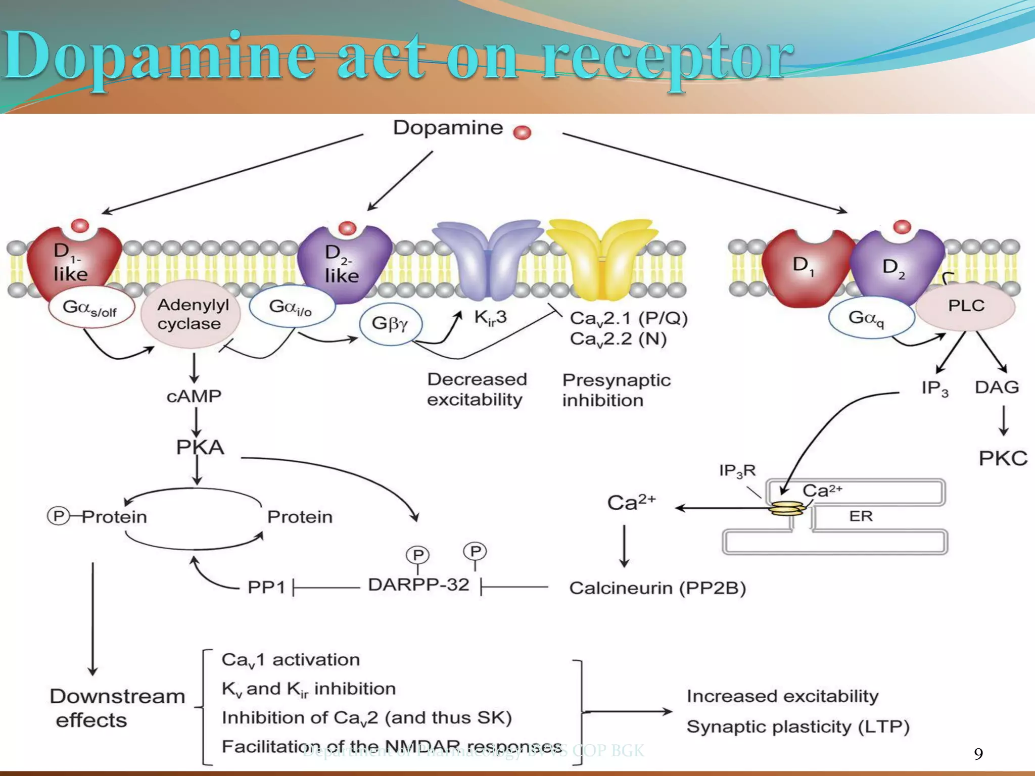 9
Department of Pharmacology BVVS COP BGK
 