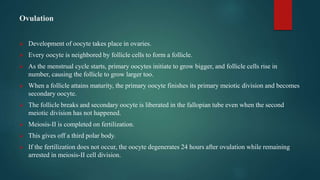 Ovulation
 Development of oocyte takes place in ovaries.
 Every oocyte is neighbored by follicle cells to form a follicle.
 As the menstrual cycle starts, primary oocytes initiate to grow bigger, and follicle cells rise in
number, causing the follicle to grow larger too.
 When a follicle attains maturity, the primary oocyte finishes its primary meiotic division and becomes
secondary oocyte.
 The follicle breaks and secondary oocyte is liberated in the fallopian tube even when the second
meiotic division has not happened.
 Meiosis-II is completed on fertilization.
 This gives off a third polar body.
 If the fertilization does not occur, the oocyte degenerates 24 hours after ovulation while remaining
arrested in meiosis-II cell division.
 
