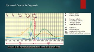 Hormonal Control in Oogenesis
 