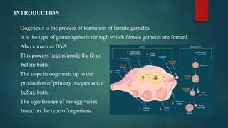 INTRODUCTION
 Oogenesis is the process of formation of female gametes.
 It is the type of gametogenesis through which female gametes are formed.
 Also known as OVA.
 This process begins inside the fetus
before birth.
 The steps in oogenesis up to the
production of primary oocytes occur
before birth.
 The significance of the egg varies
based on the type of organisms.
 