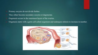  Primary oocytes do not divide further.
 They either become secondary oocytes or degenerate.
 Oogenesis occurs in the outermost layers of the ovaries.
 Oogenesis starts with a germ cell called oogonium and undergoes mitosis to increase in number.
 
