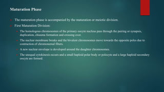 Maturation Phase
 The maturation phase is accompanied by the maturation or meiotic division.
 First Maturation Division:
 The homologous chromosomes of the primary oocyte nucleus pass through the pairing or synapsis,
duplication, chiasma formation and crossing over.
 The nuclear membrane breaks and the bivalent chromosomes move towards the opposite poles due to
contraction of chromonemal fibers.
 A new nuclear envelope is developed around the daughter chromosomes.
 The unequal cytokinesis occurs and a small haploid polar body or polocyte and a large haploid secondary
oocyte are formed.
 