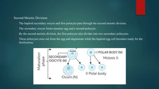  Second Meiotic Division:
 The haploid secondary oocyte and first polocyte pass through the second meiotic division.
 The secondary oocyte forms amature egg and a second polocyte.
 By the second meiotic division, the first polocyte also divides into two secondary polocytes.
 These polocytes ooze out from the egg and degenerate while the haploid egg cell becomes ready for the
fertilization.
 