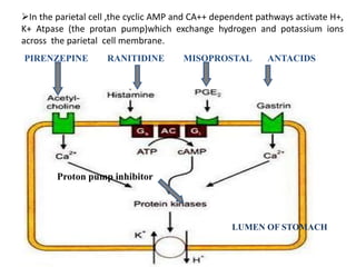 PIRENZEPINE RANITIDINE MISOPROSTAL ANTACIDS
Proton pump inhibitor
LUMEN OF STOMACH
In the parietal cell ,the cyclic AMP and CA++ dependent pathways activate H+,
K+ Atpase (the protan pump)which exchange hydrogen and potassium ions
across the parietal cell membrane.
 
