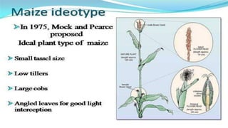 Presentation on plant ideotype concept