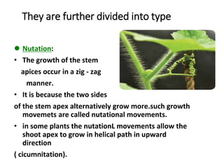 They are further divided into type
 Nutation:
• The growth of the stem
apices occur in a zig - zag
manner.
• It is because the two sides
of the stem apex alternatively grow more.such growth
movemets are called nutational movements.
• in some plants the nutationL movements allow the
shoot apex to grow in helical path in upward
direction
( cicumnitation).
 