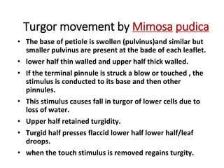Turgor movement by Mimosa pudica
• The base of petiole is swollen (pulvinus)and similar but
smaller pulvinus are present at the bade of each leaflet.
• lower half thin walled and upper half thick walled.
• If the terminal pinnule is struck a blow or touched , the
stimulus is conducted to its base and then other
pinnules.
• This stimulus causes fall in turgor of lower cells due to
loss of water.
• Upper half retained turgidity.
• Turgid half presses flaccid lower half lower half/leaf
droops.
• when the touch stimulus is removed regains turgity.
 