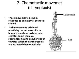 2- Chemotactic movemet
(chemotaxis)
• These movements occur in
response to an external chemical
stimuli.
• Such movements exhibited
mostly by the antherozoids in
bryophytes where archeogonia
secretes some chemical
substances having peculiar odour
towards which the antherozoids
are attracted chemotactically.
 