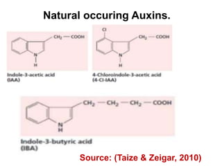 Natural occuring Auxins.
Source: (Taize & Zeigar, 2010)
 