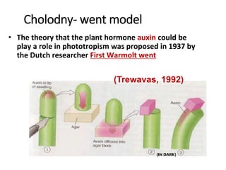 Cholodny- went model
• The theory that the plant hormone auxin could be
play a role in phototropism was proposed in 1937 by
the Dutch researcher First Warmolt went
(Trewavas, 1992)
 