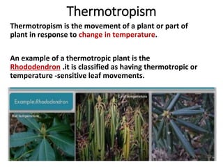 Thermotropism
Thermotropism is the movement of a plant or part of
plant in response to change in temperature.
An example of a thermotropic plant is the
Rhododendron .it is classified as having thermotropic or
temperature -sensitive leaf movements.
 